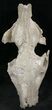 Large Oreodont Partial Skull - Wyoming #27584-2
